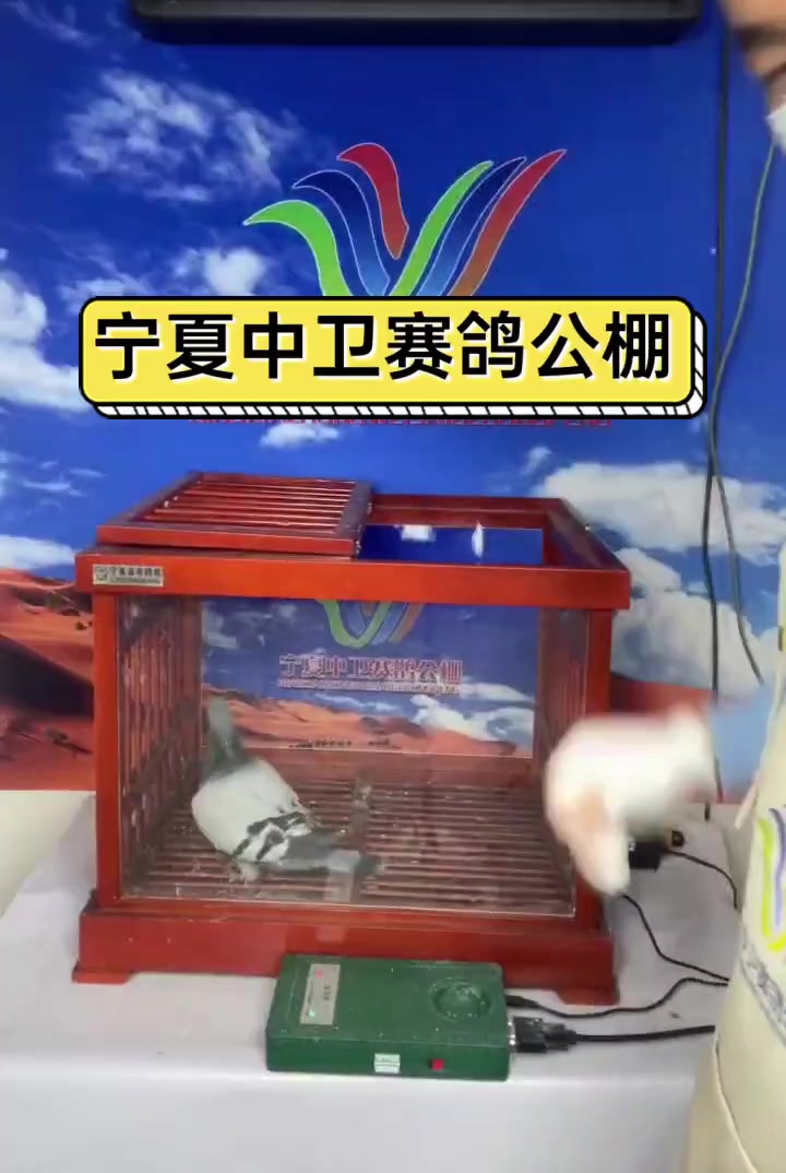Carrier Pigeon Information Network Helmet Pigeon Public Shops in various places (Carrier Pigeon Public Shops Raceid)